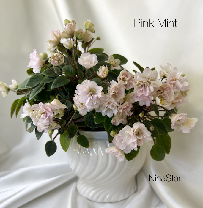 Pink Mint