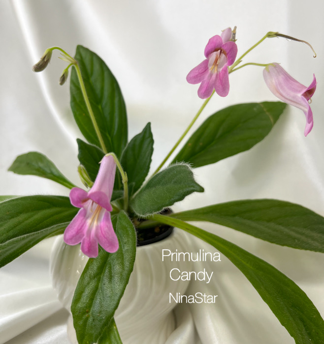 Primulina Candy