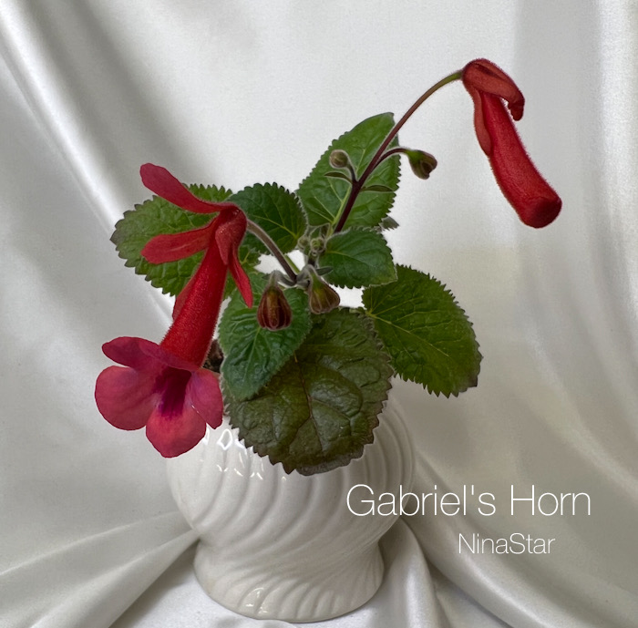 Gabriel's Horn