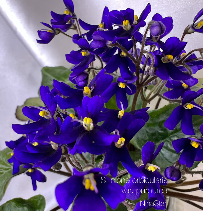 S. clone orbicularis var. purpurea