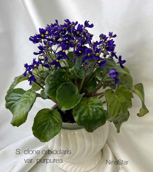 S. clone orbicularis var. purpurea