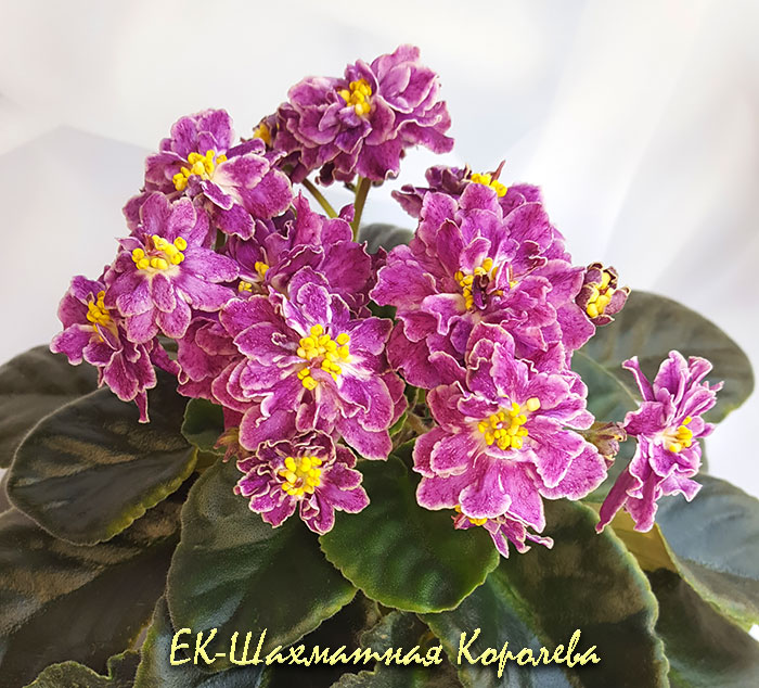 ек_шахматная_королева.jpg