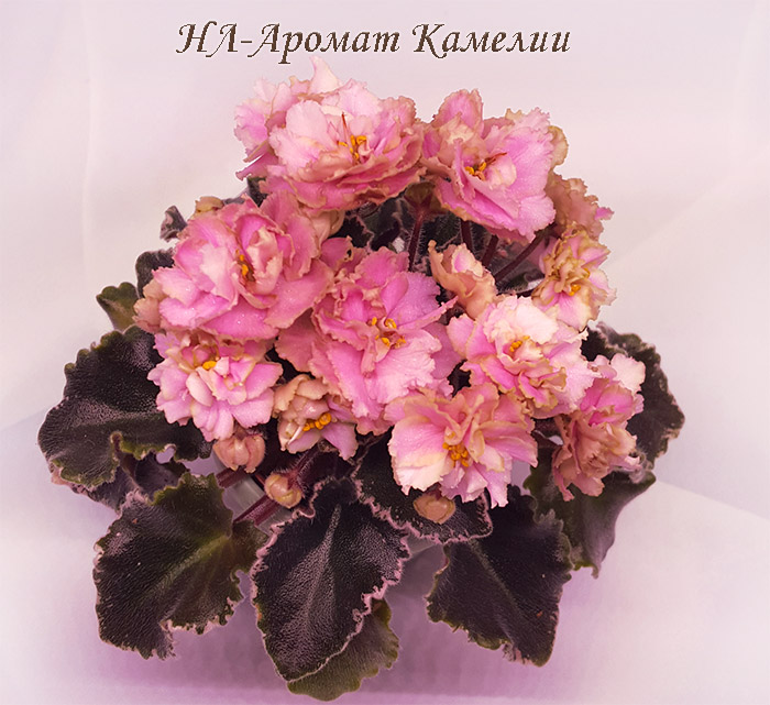 нл_аромат_камелии.jpg