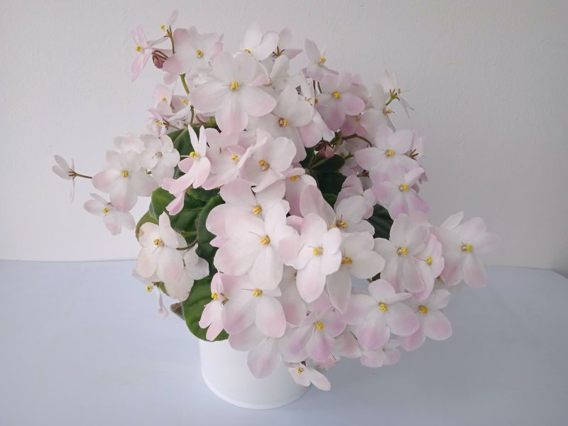 НД-Мурзилка Pink5.JPG