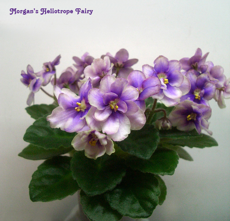 Morgan's Heliotrope Fairy.JPG
