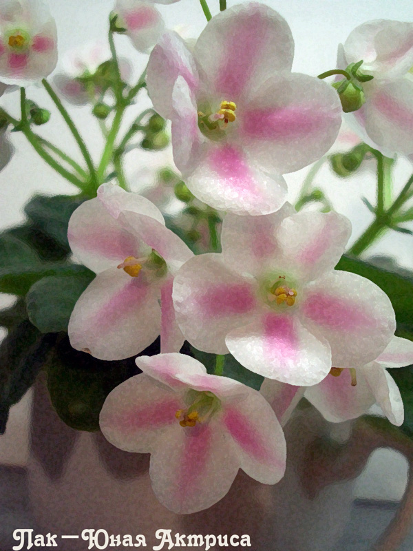 Пак-Юная Актриса.JPG