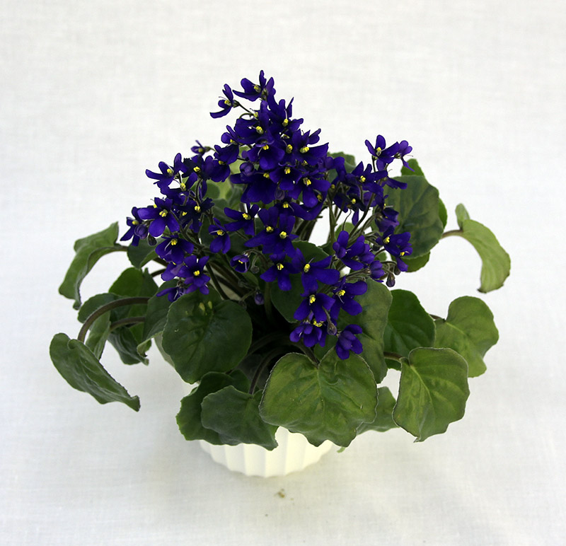 1 место – S. clone orbicularis var. purpurea, колл. Н. Старостенко