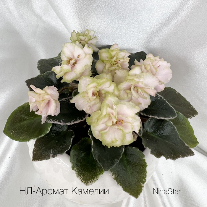 HЛ-Аромат Камелии