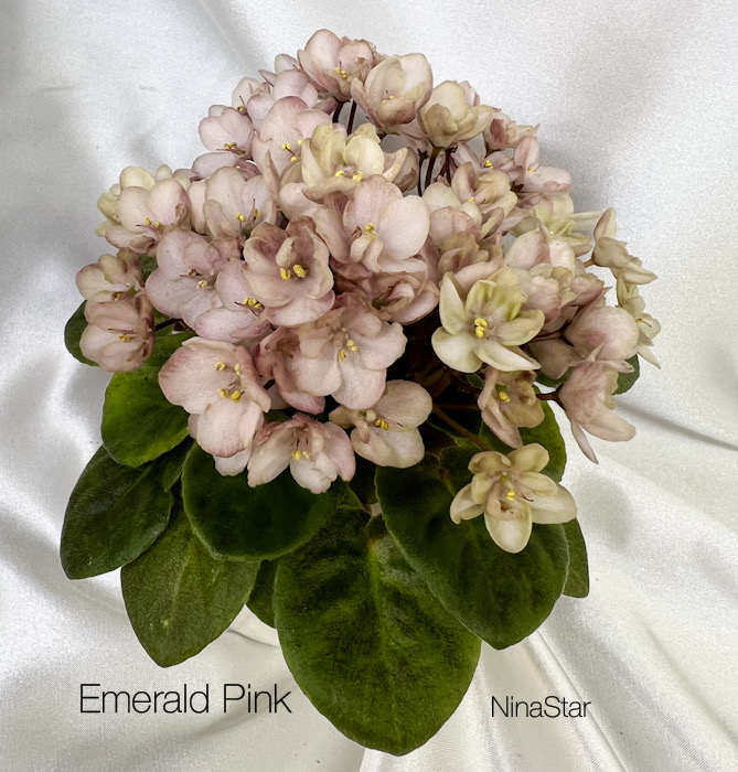 Emerald Pink