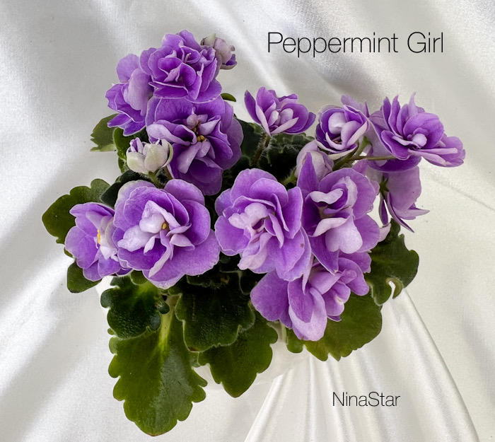 Peppermint Girl