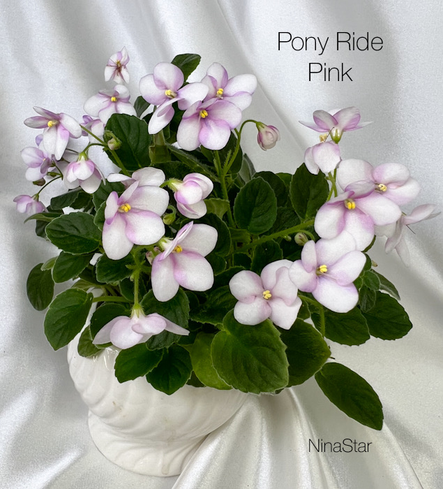 Pony Ride Pink