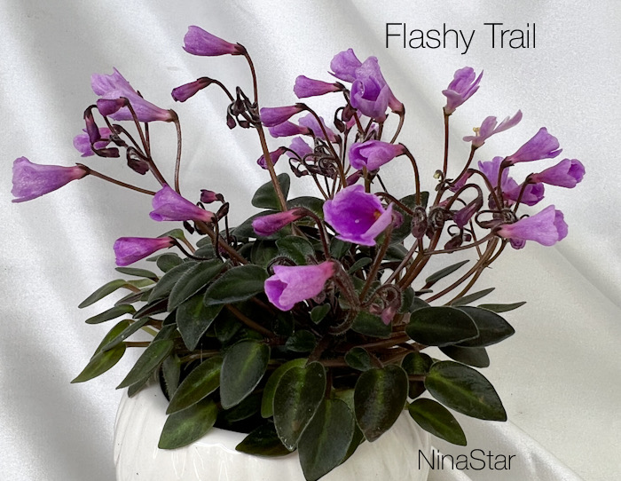 Flashy Trail