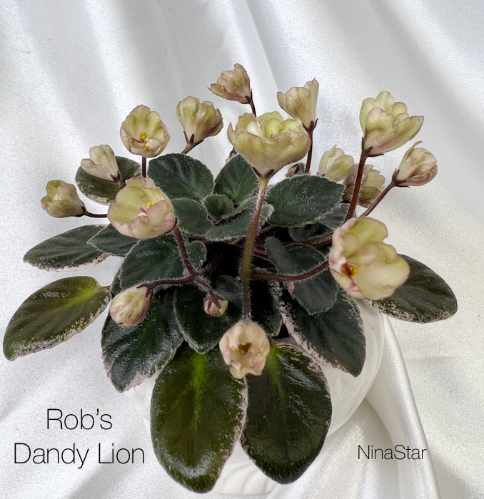 Rob’s Dandy Lion