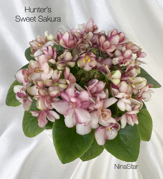 Hunter’s Sweet Sakura