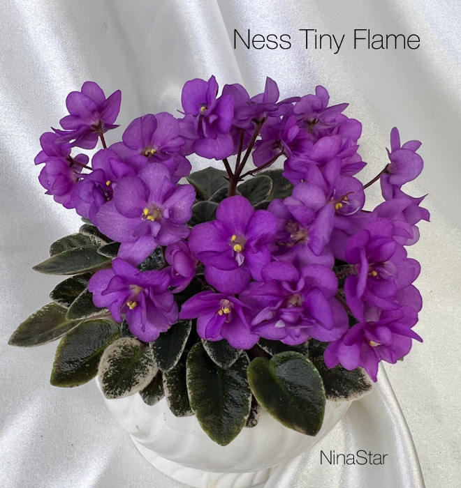 Ness Tiny Flame