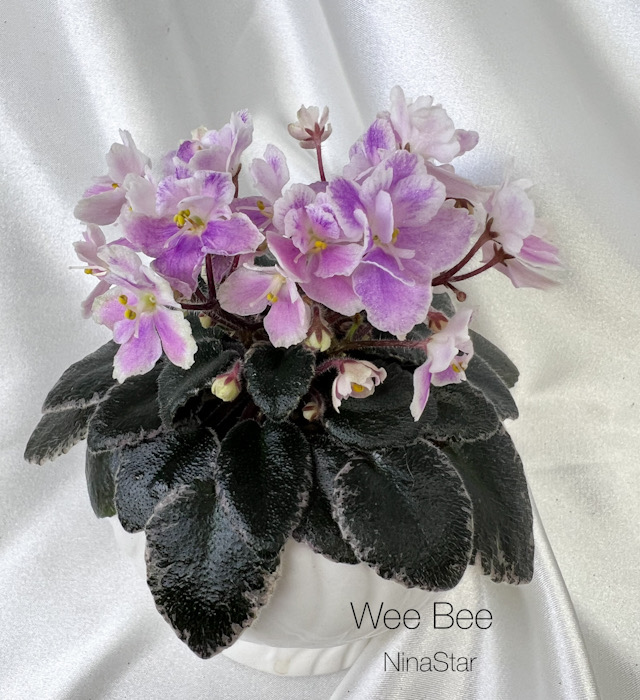 Wee Bee