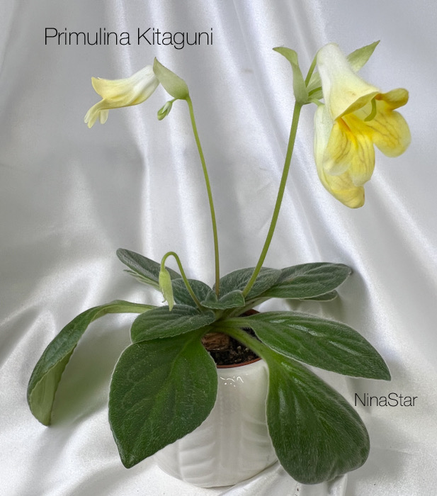 Примулина Kitaguni