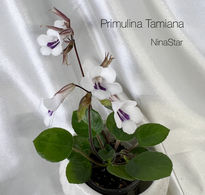 Примулина Tamiana