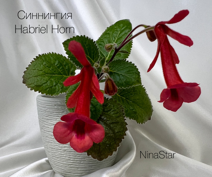 Синнингия Habriel Horn