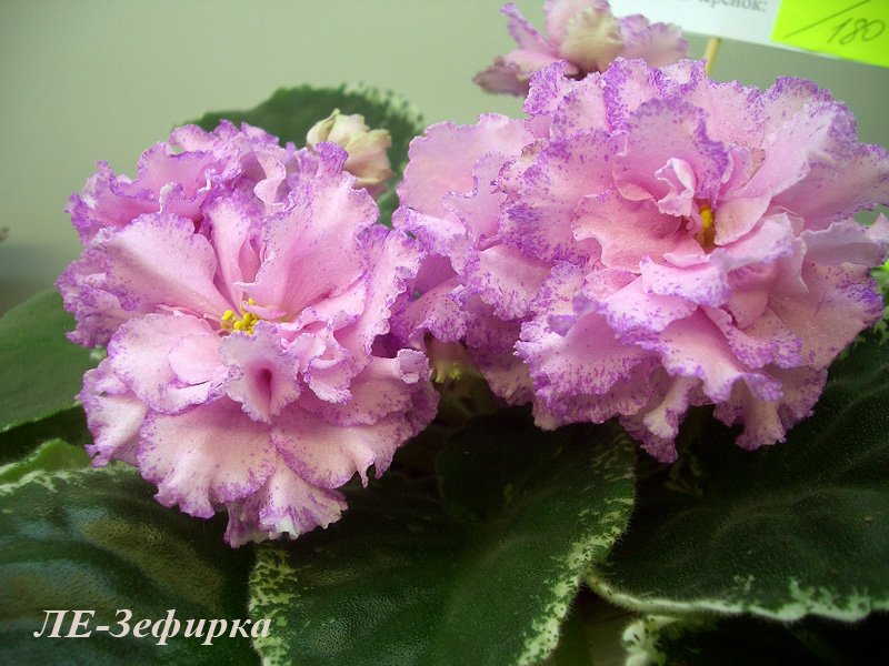 ЛЕ-Зефирка.JPG