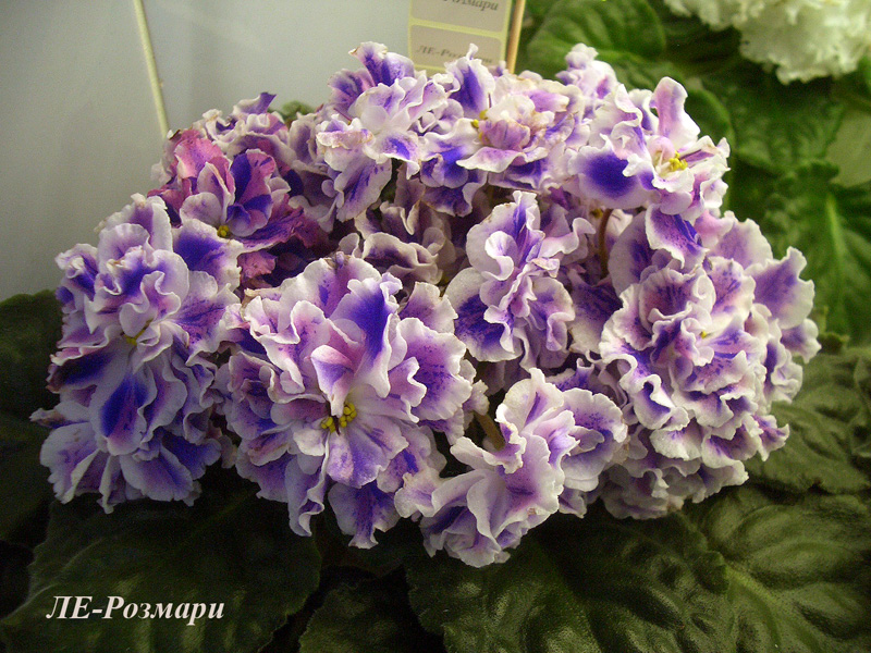 ЛЕ-Розмари.jpg