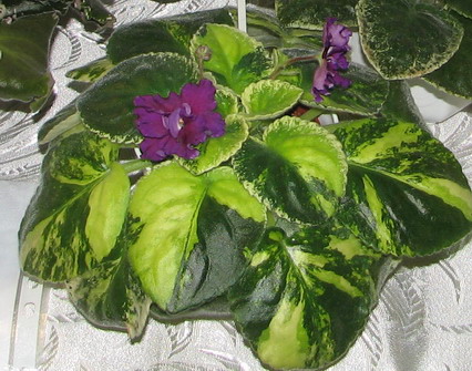 ЛЕ-Визит