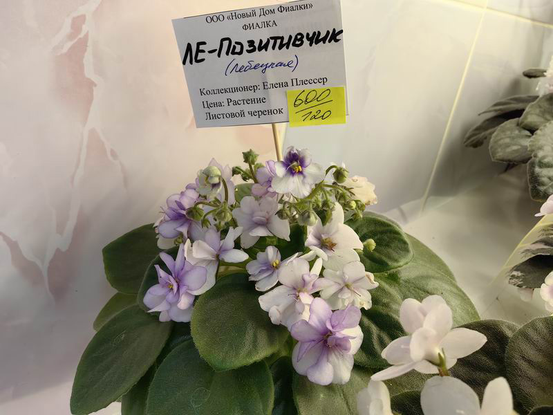 ЛЕ-Позитивчик.jpg