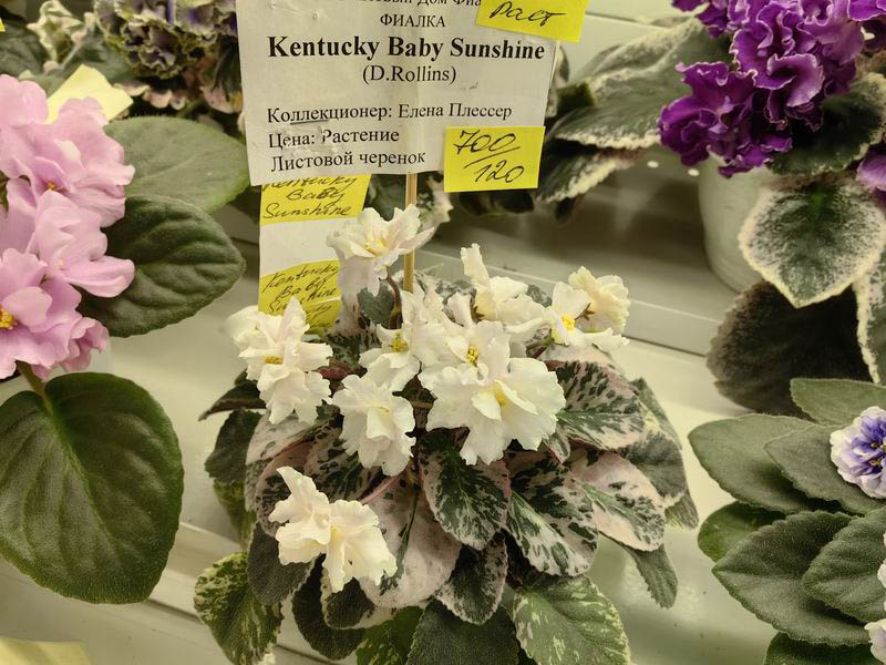 Kentucky Baby Sunshine.jpg