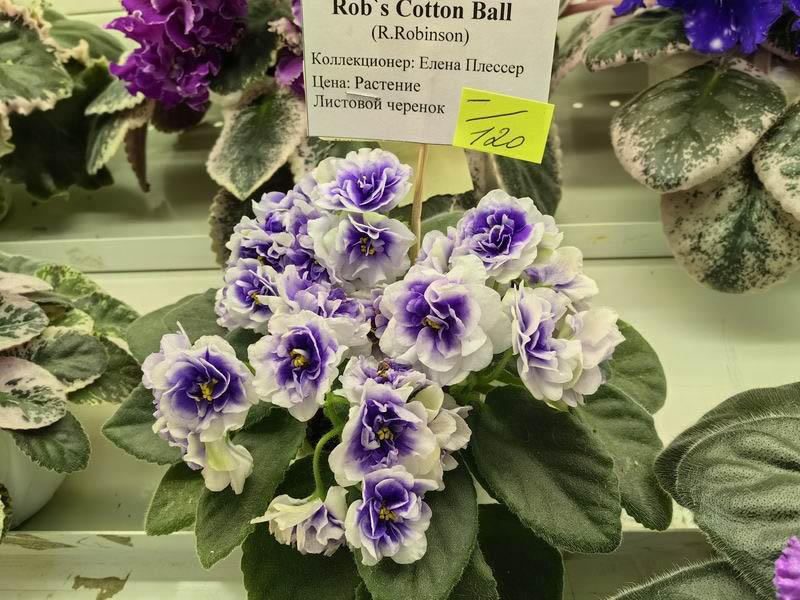 Rob`s Cotton Ball.jpg