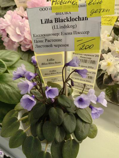 Lilla Blacklochan.jpg