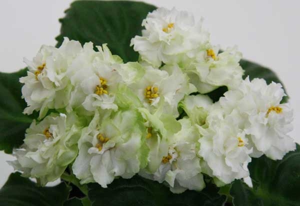 Spring Rose букет.JPG
