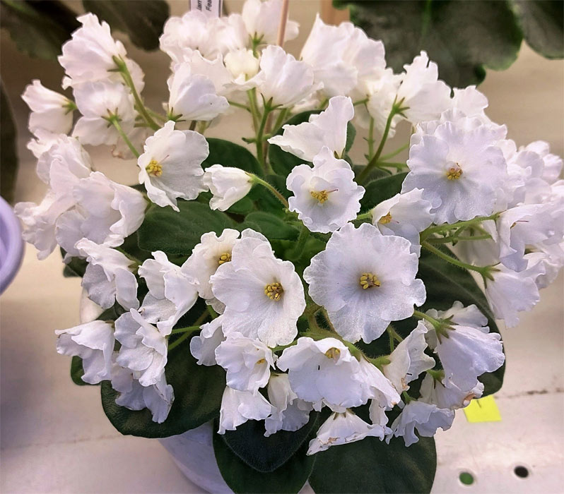 ивашкина-alans-white-feathe.jpg