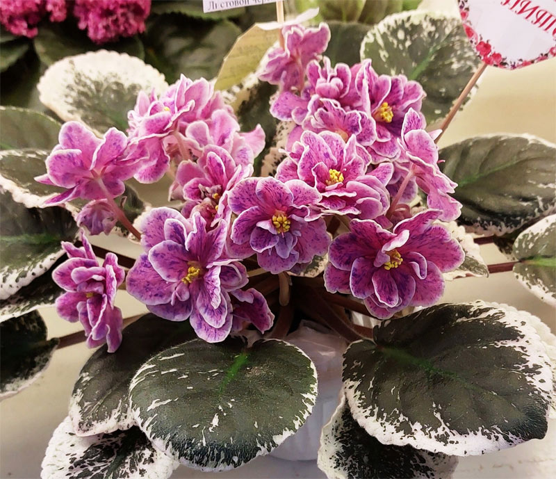 тюрина-лф-пижамная-вечеринк.jpg
