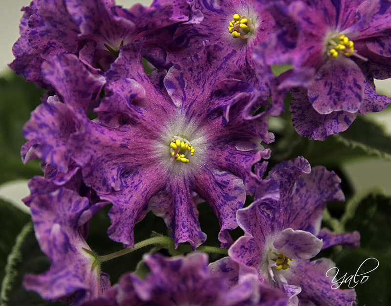 Фото 3