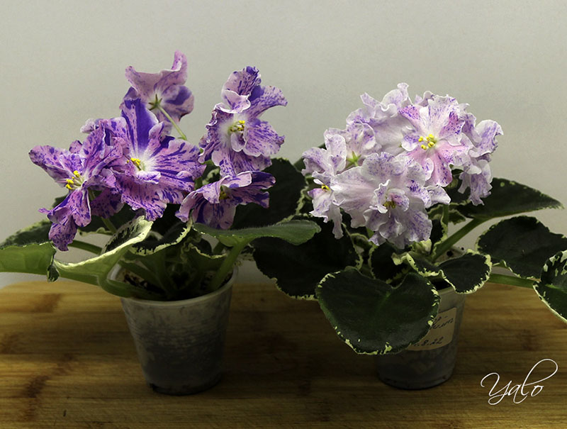 Фото 4