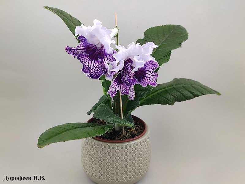 ВаТ-Птица