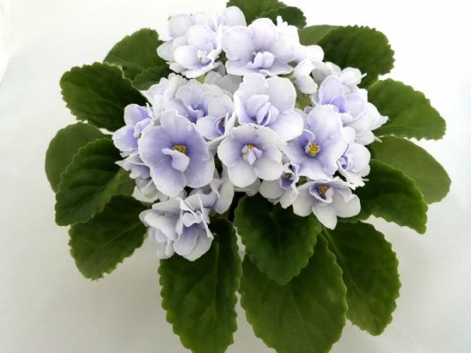 Blue Victoria.jpg