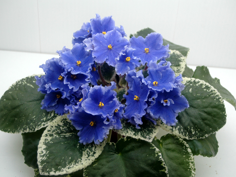 Ma's-Pretty-Blue.jpg