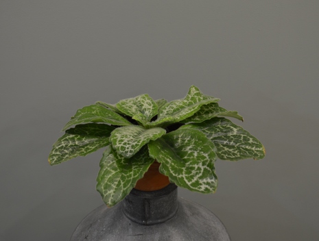 sinensis Hisako
