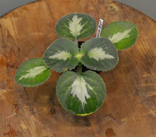 Marble leaf