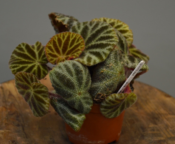 b.ningmingensis var.bella