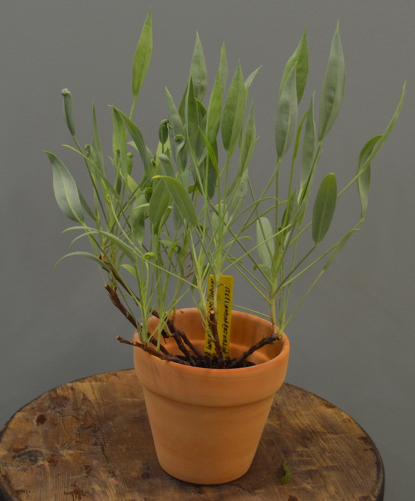 P.lancelotum