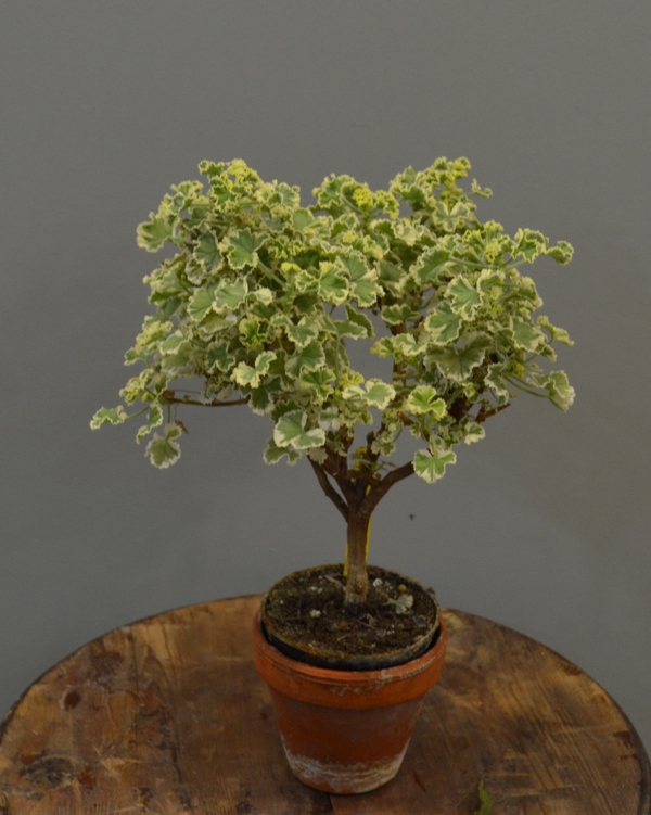 p.crispum variegatum