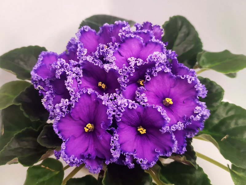 Reidning Beauty1.jpg