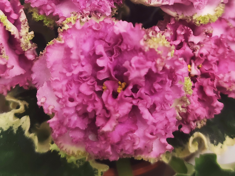 МТ-Vintage Rose1.jpg