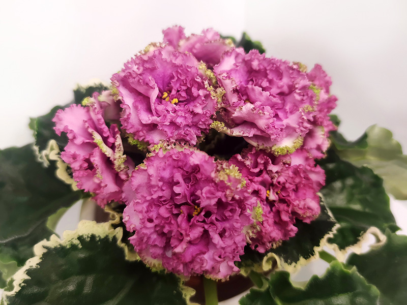МТ-Vintage Rose.jpg