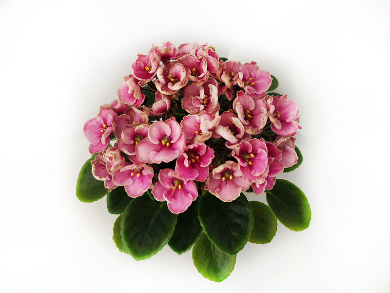 Hunter's Coral Caress.jpg