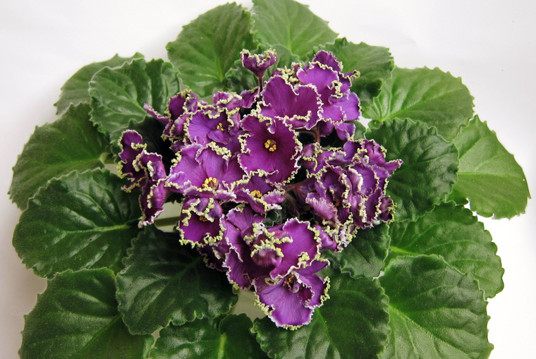 Emerald-Lace.jpg