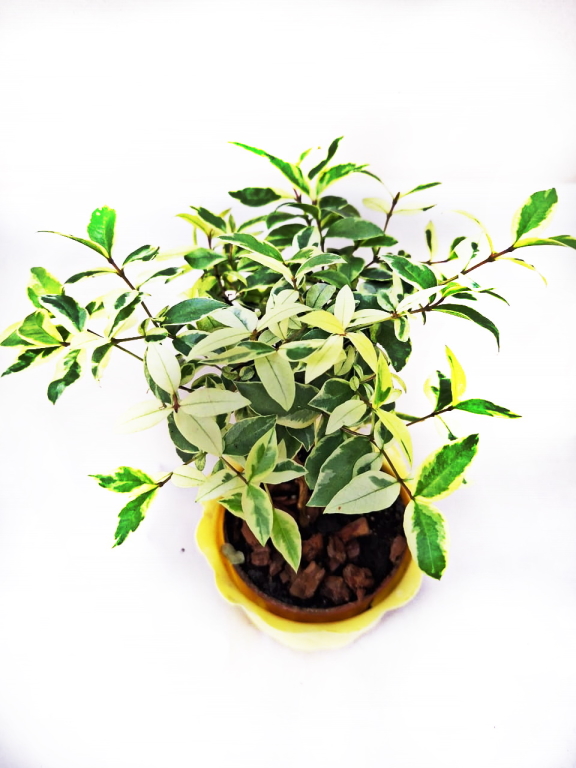 Мирт Variegated