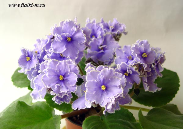 DSC08832.jpg